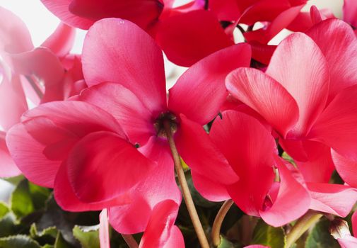 Big red cyclamen in close up, square image