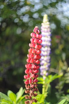 Flowers of pink and violet lupines in a garden