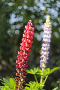 Flowers of pink and violet lupines in a garden