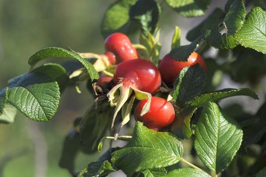 Ripe fruits of a rose wrinkled (dogrose)