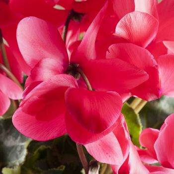 Big red cyclamen in close up, square image