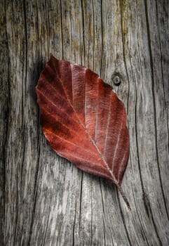 Retro Filtered Red Autumn Or Fall Leave On A Rustic Wooden Background