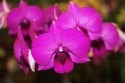 closeup of beautiful orchid flower