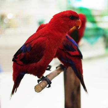 closeup of beautiful eclectus parrot