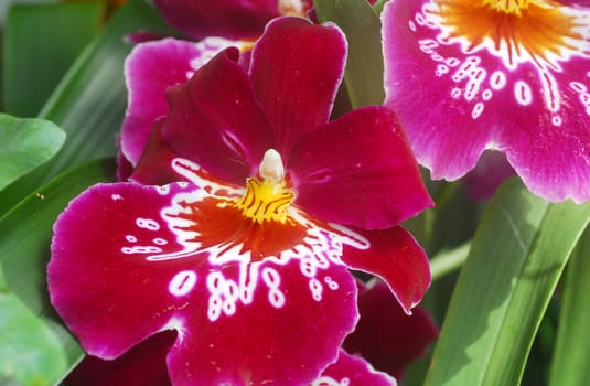 Miltonia Pink white orchid flower in bloom in spring