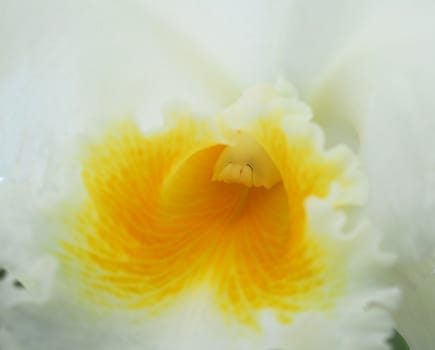 cattleya white yellow orchid flower in bloom in spring