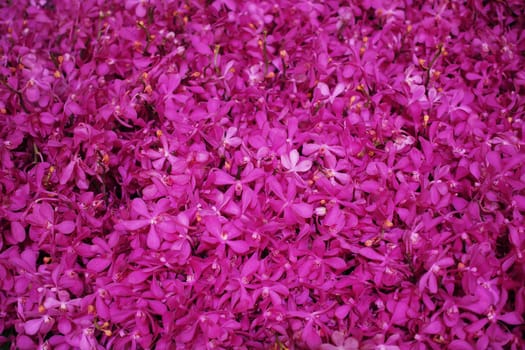 pile of  beautiful orchid flower as background