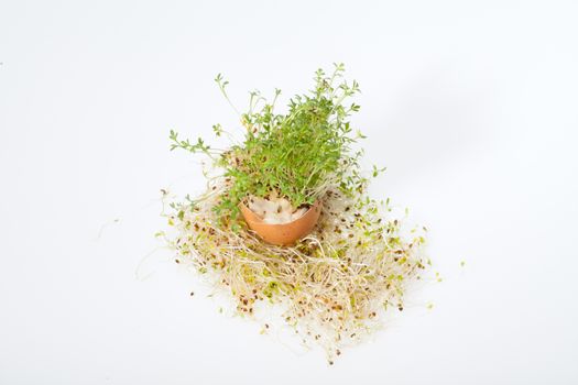 


Fresh Alfalfa Sprouts and Spring Easter Egg