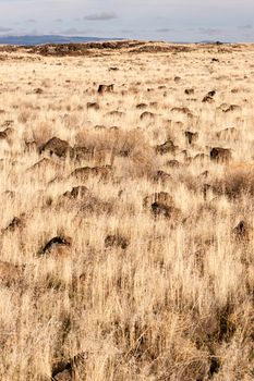 Lava mounds jut out of the ground at the Lava Beds NM