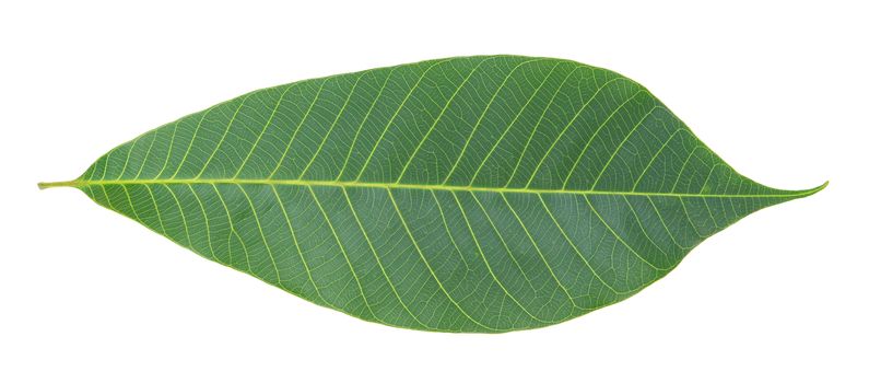 Rubber leaf isolated on white