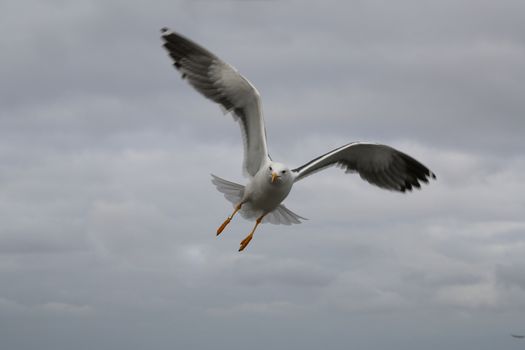 Gull with open wings flying in a dull sky