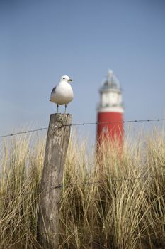 The famous red lighthouse in Cocksdorp - Texel - Netherlands