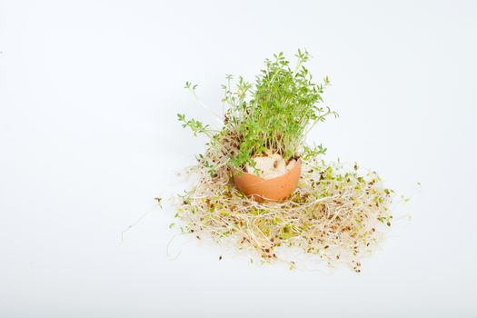 Fresh Alfalfa Sprouts and Spring Easter Egg