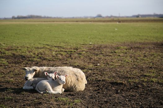 New born lamb in the meadows of Texel