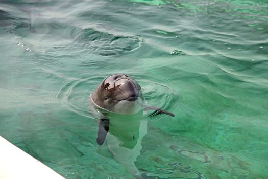 A seal in the Ecomare Pool in Texel