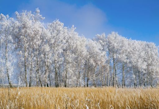 The trees, covered with a large number of thick frost on the background of blue sky.