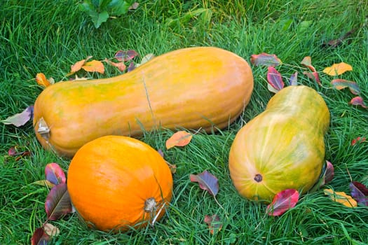 On the green grass lay three large ripe pumpkin.