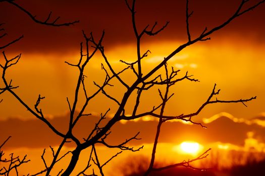 Bare trees of an autumn forest