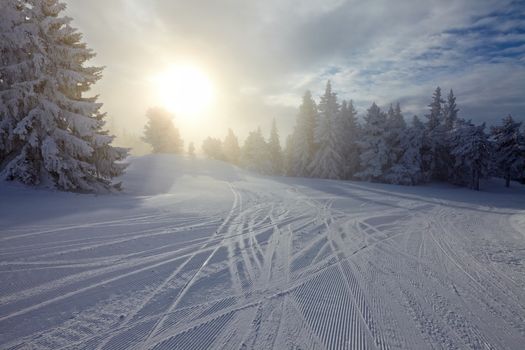 Forest in winter covered in snow