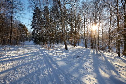 Winter trees in the park