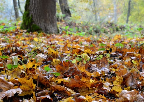 Photo of orange leaves on the ground. Nature photography. Autumn scene in Sigulda, Latvia.