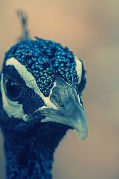 Pheasants and Partridges (Phasianidae)
Indian Peafowl (Pavo cristatus)