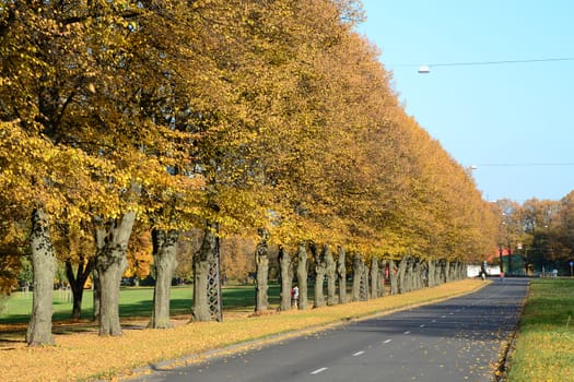 Photo of autumn trees by the road. Autumn scene in Victory Park. Riga, Latvia.