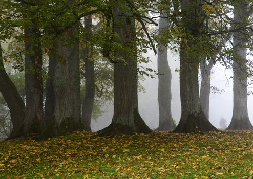 Photo of trees in the fog. Nature photography. Autumn scene in Sigulda, Latvia.