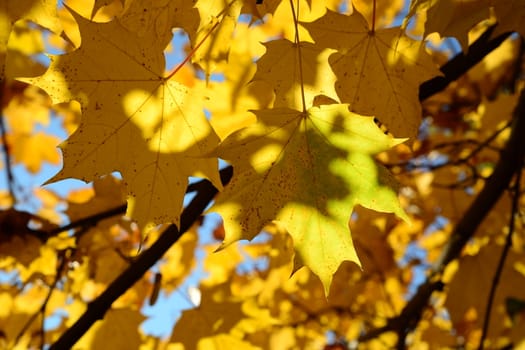 Photo of golden leaves on a tree in Victory Park. Nature photography. Riga, Latvia.