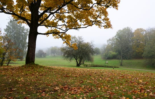 Photo of a tree with golden leaves. Nature photography. Autumn scene in Turaida, Latvia.