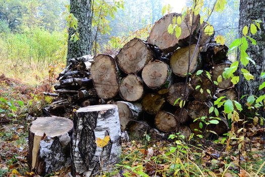 Photo of firewood in the forest. Nature photography. Sigulda, Latvia.