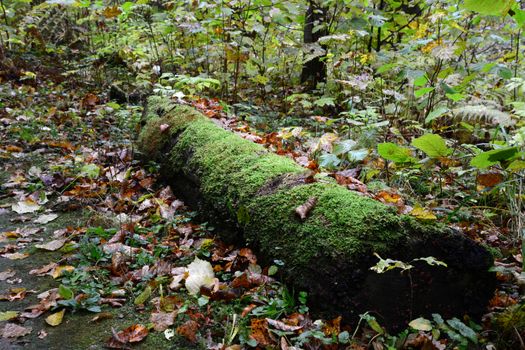 Photo of old mossy log in the forest. Nature photography. Sigulda, Latvia