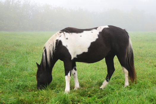 Photo of a horse in the fog. Taken in Sigulda, Latvia.