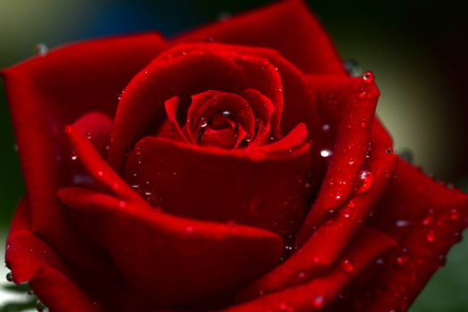 Photo of rose with water drops on petals. Macro photography.