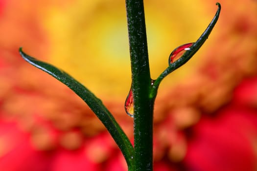 Photo of twisted water drops on orange gerbera flower. Bright and creative macro photography of water drops.