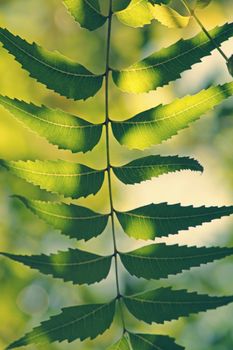 Medicinal Neem leaves-Azadirachta indica