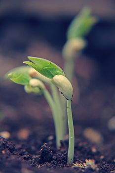 black eyed peas have sprouted