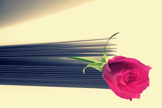 pink rose on a book close up shoot