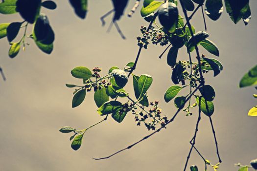 sandalwood tree flower