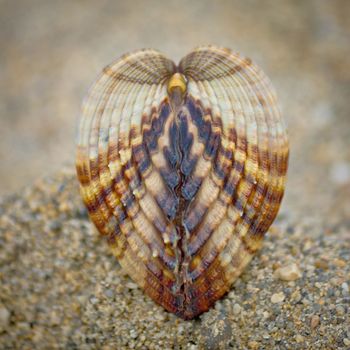 Symmetry of sea shell on the beach - Rough cockle (Acanthocardia tuberculata)