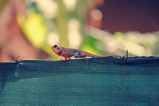Indian Garden Lizard (Calotes versicolor)