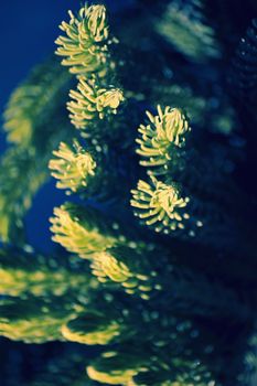 Norfolk Island pine, branch detail
