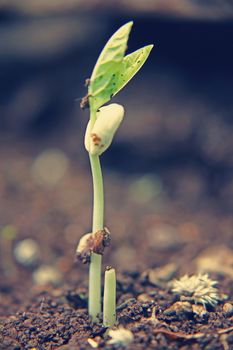 black eyed peas have sprouted