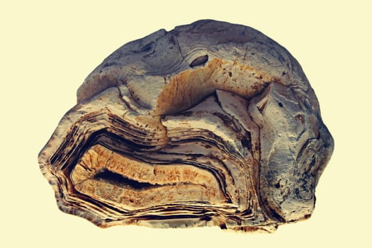 molecular fossils Stromatolite stone