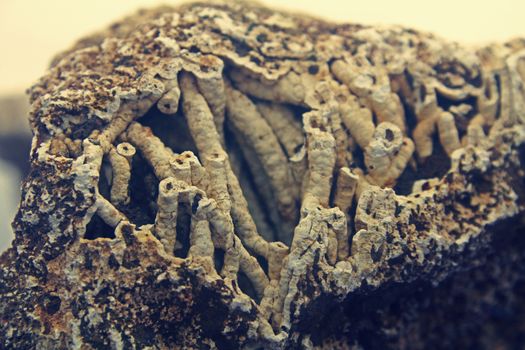 Agatized Coral with Chalcedony stalactites