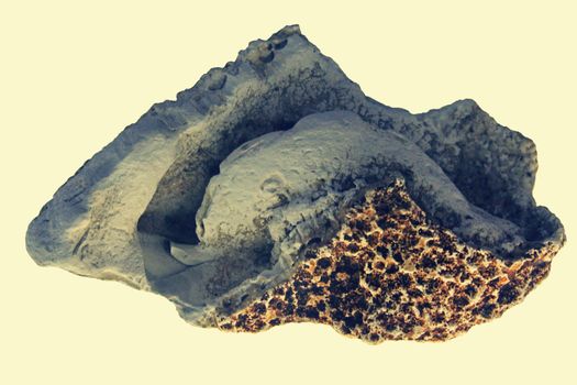 Agatized Coral with Chalcedony stalactites