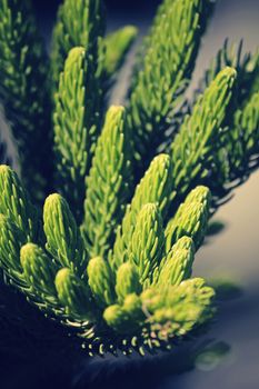 Norfolk Island pine, branch detail