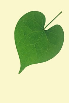 leaf of Ipomoea purpurea (tall morning-glory), Family: Convolvulaceae