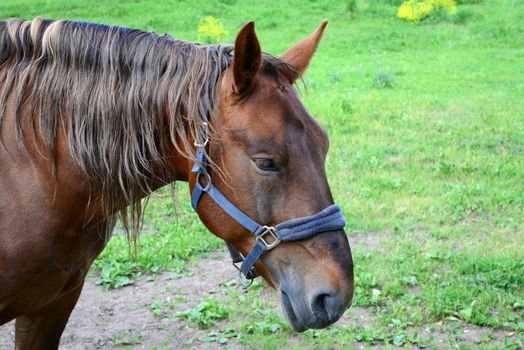 Photo of a brown horse in the forest. Taken in Sigulda, Latvia.