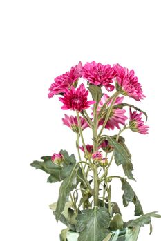 Flower isolated on white background